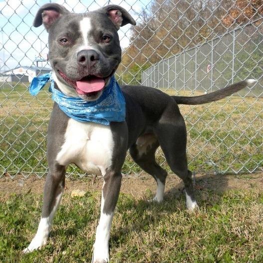 Enlarge Ziggy, a Adoptable mixed breed in Jeffersonville, IN image 2/4