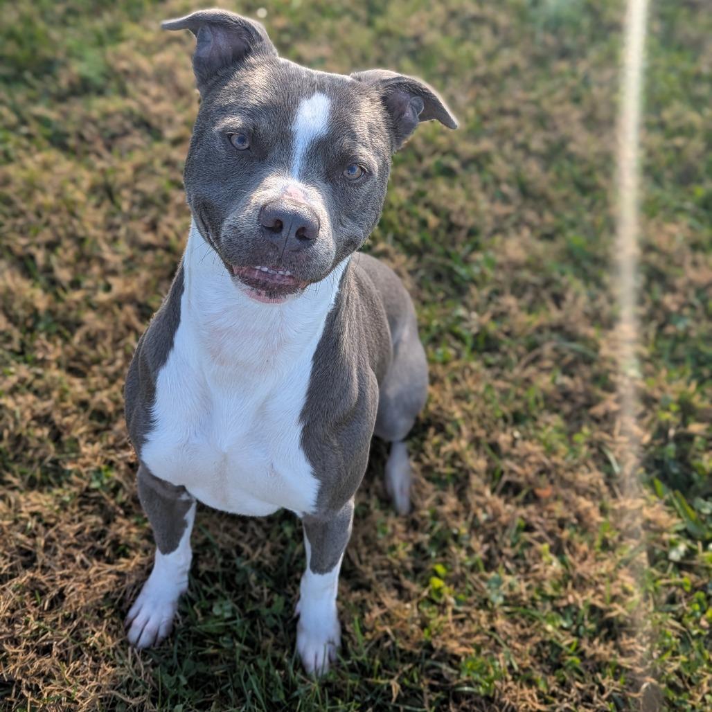 Enlarge Ziggy, a Adoptable mixed breed in Jeffersonville, IN image 3/4
