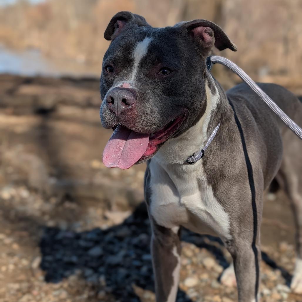 Enlarge Ziggy, a Adoptable mixed breed in Jeffersonville, IN image 4/4