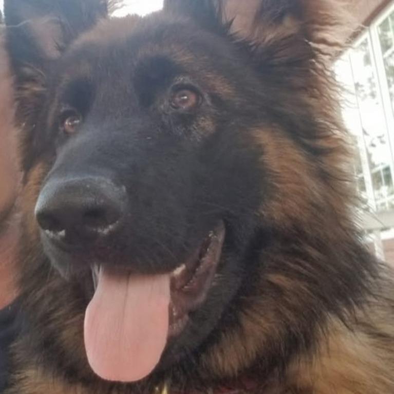 Enlarge Bijan, a Adoptable German Shepherd Dog in Cartersville, GA image 1/1