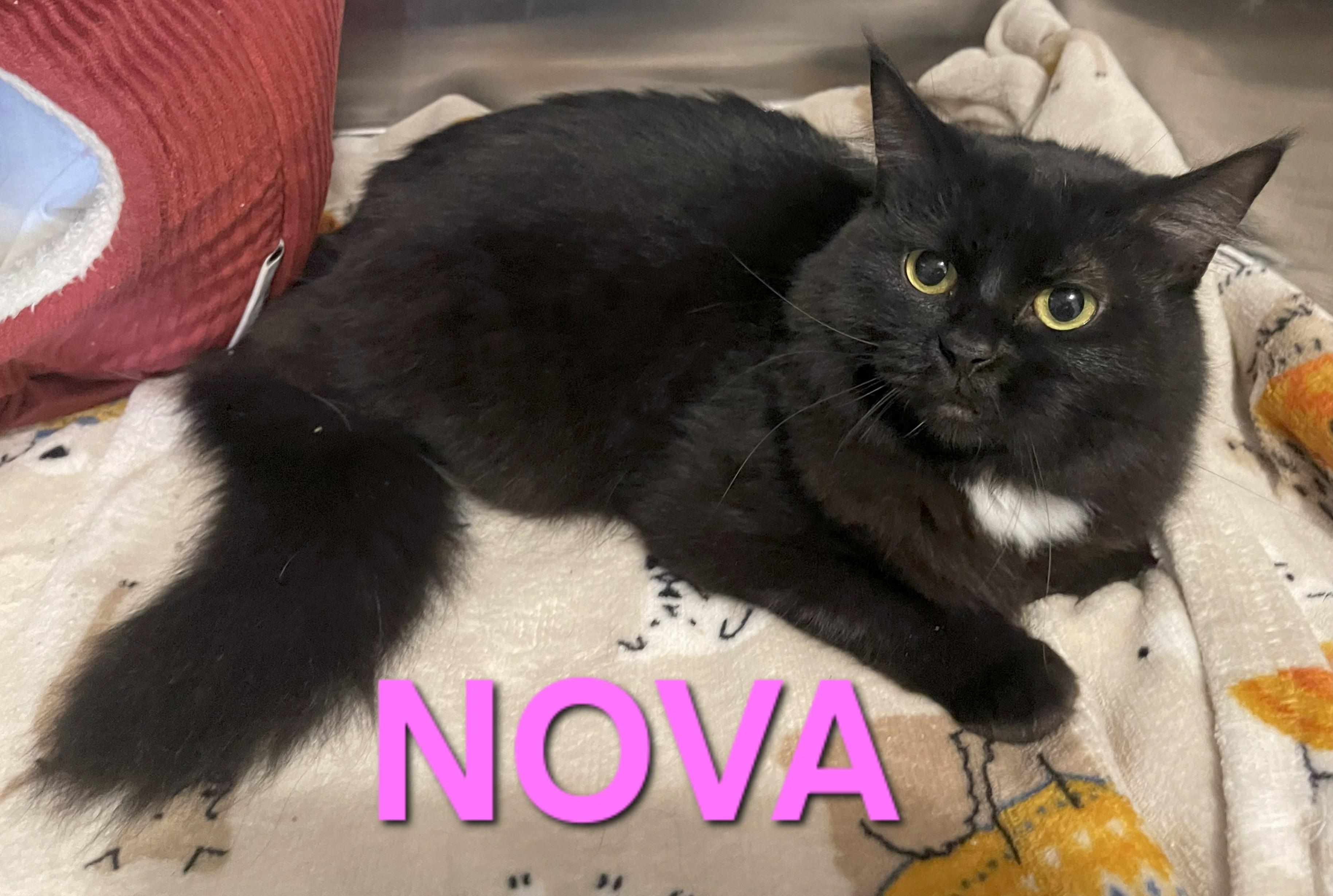 NOVA, Adoptable, Adult Female Domestic Long Hair.