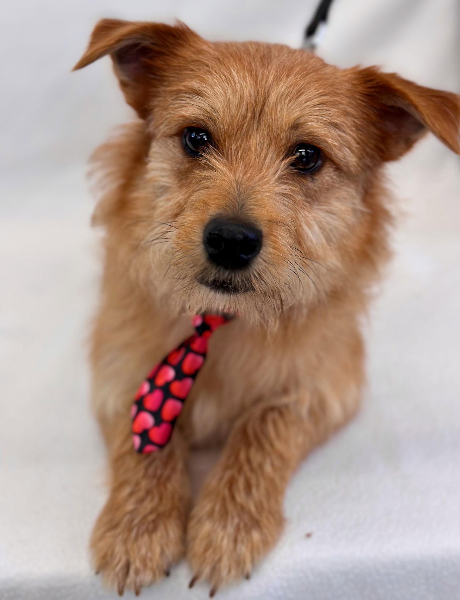 Spork, Adopted, Adult Male Norfolk Terrier.