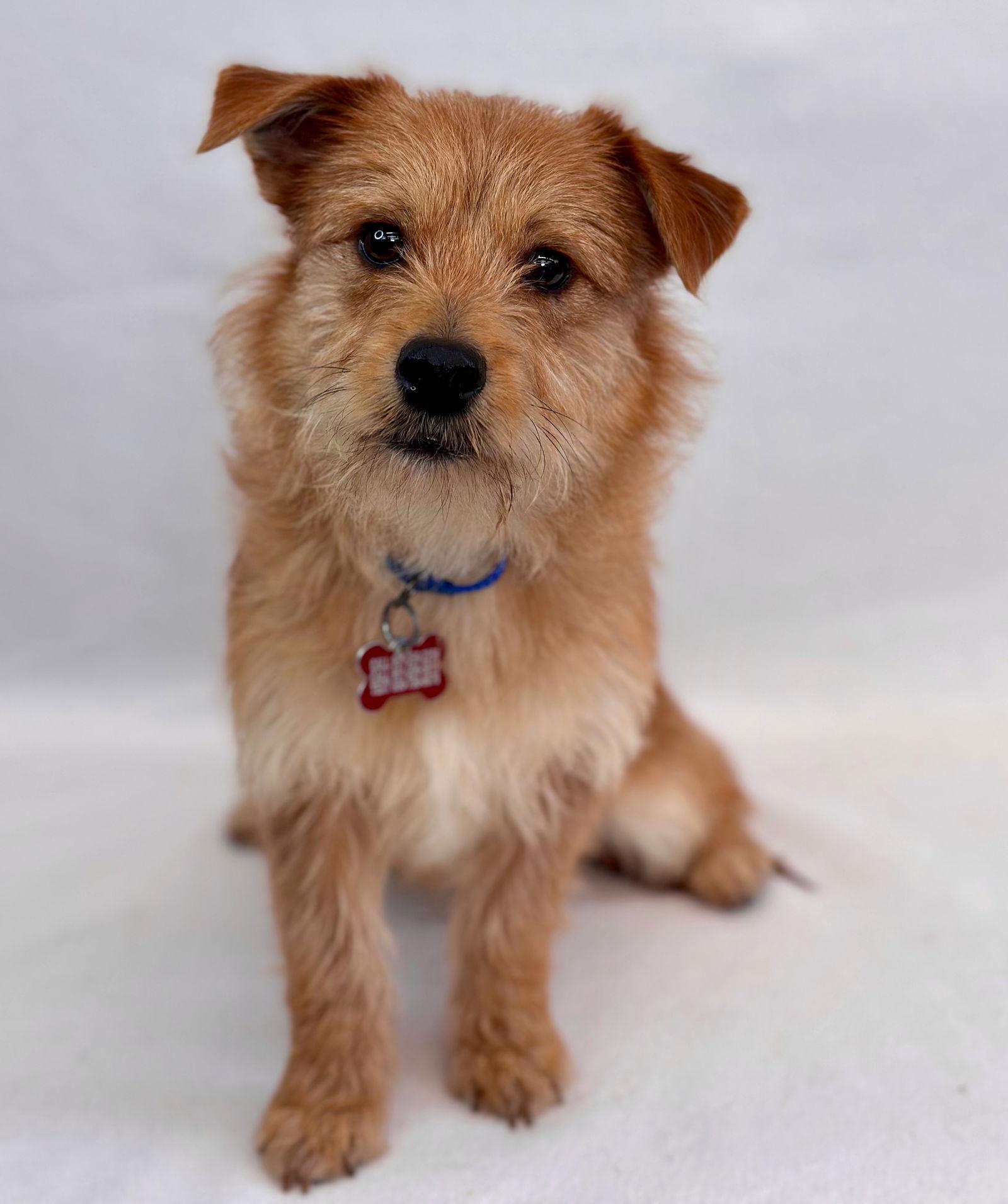 Enlarge Spork, a Adopted Norfolk Terrier in Palo Alto, CA image 2/3