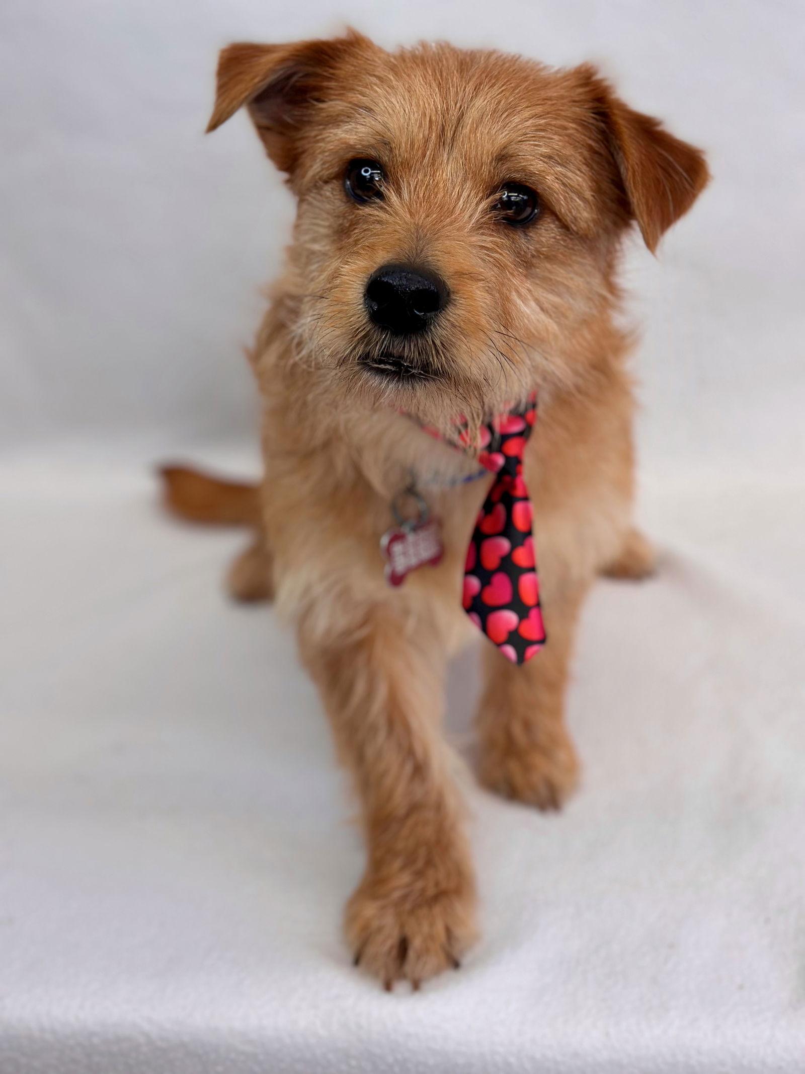 Enlarge Spork, a Adopted Norfolk Terrier in Palo Alto, CA image 3/3