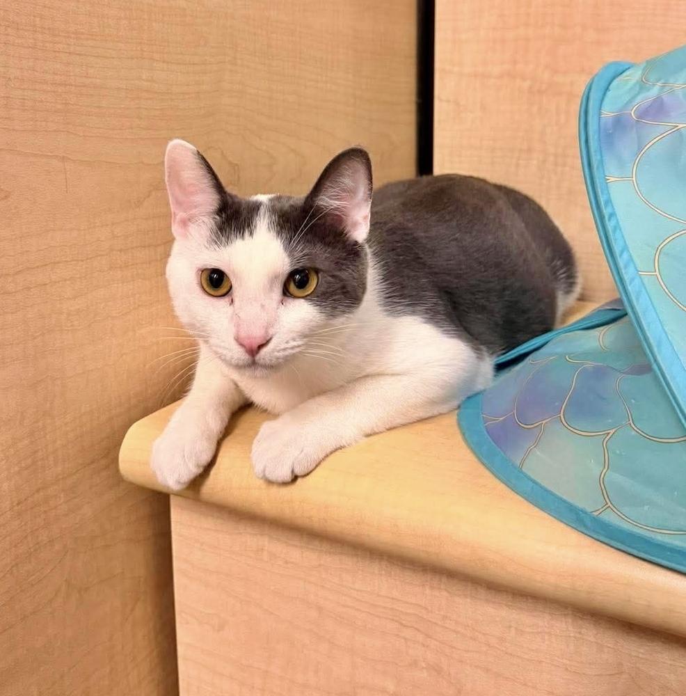 Kabochu, Adoptable, Kitten Male Domestic Short Hair.