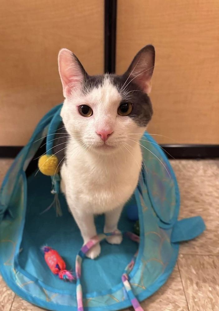 Kabochu, Adoptable, Kitten Male Domestic Short Hair.
