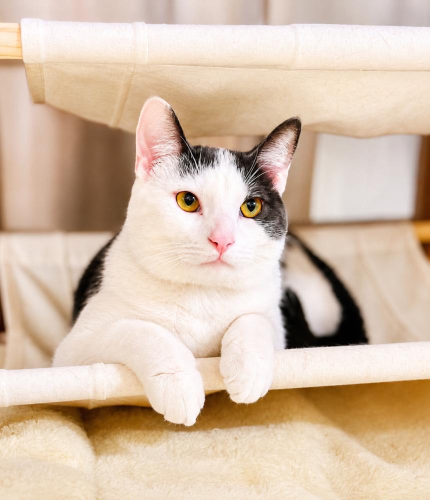 Kabochu, Adoptable, Kitten Male Domestic Short Hair.