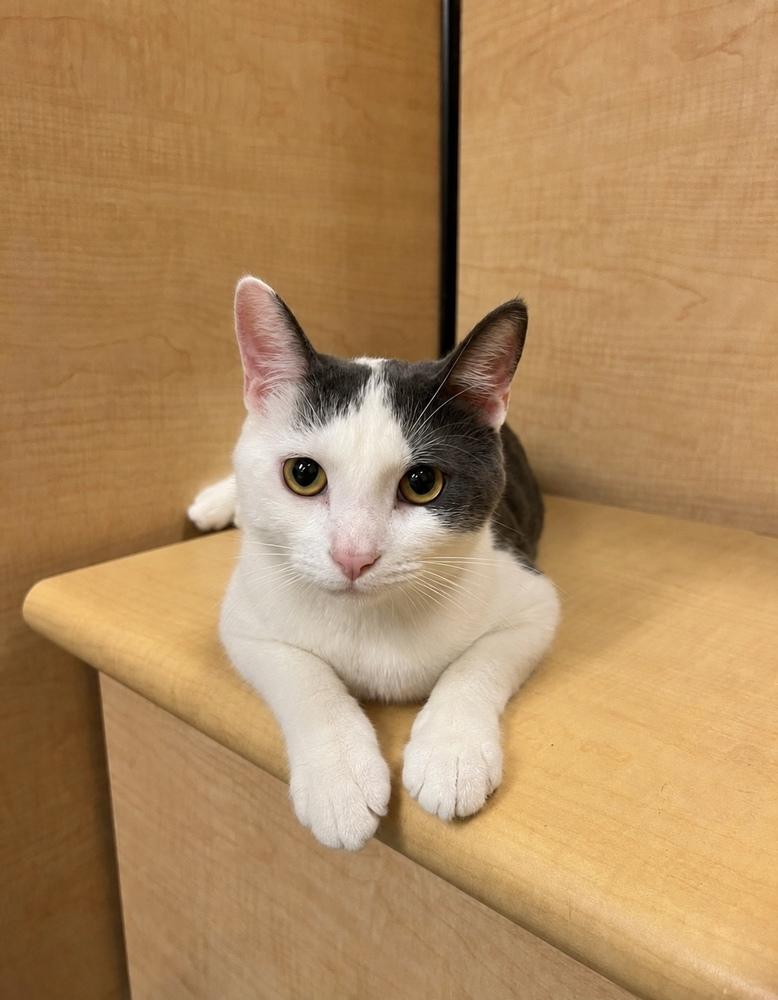 Enlarge Kabochu, a Adoptable Domestic Short Hair in Chicago, IL image 4/6