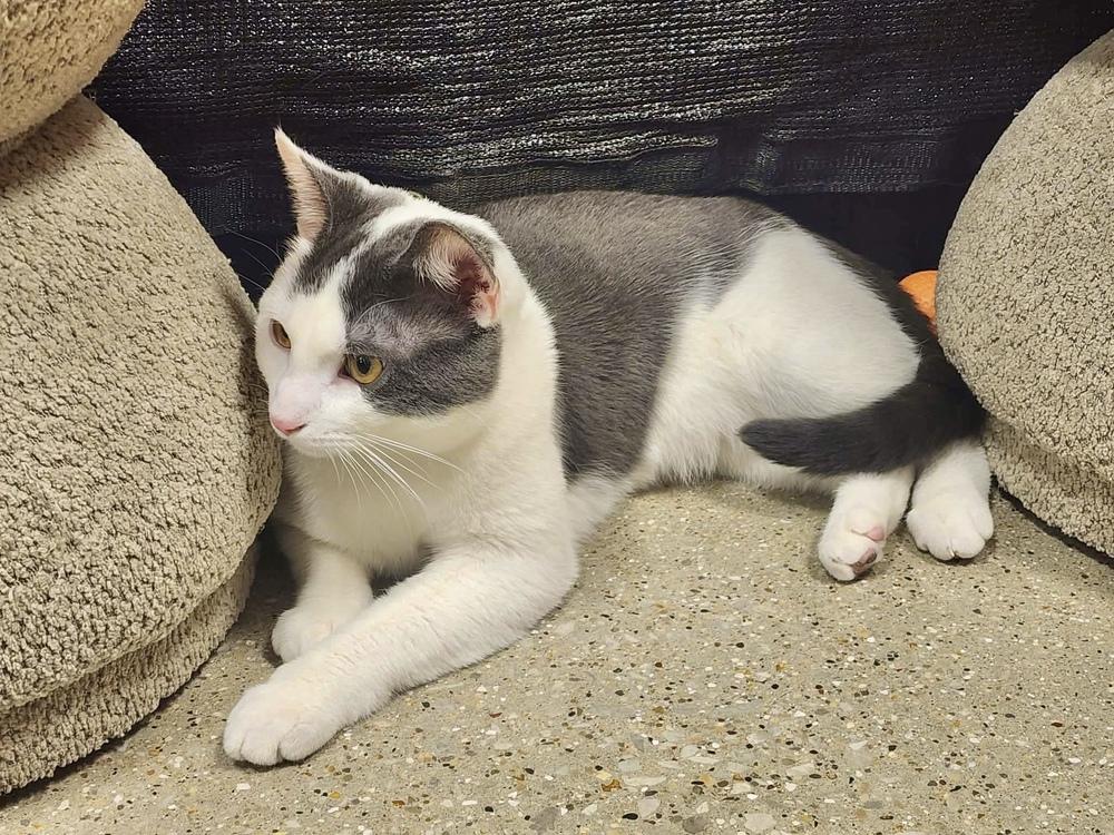 Kabochu, Adoptable, Kitten Male Domestic Short Hair.
