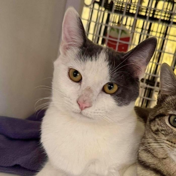 Enlarge Kabochu, a Adoptable Domestic Short Hair in Chicago, IL image 1/6