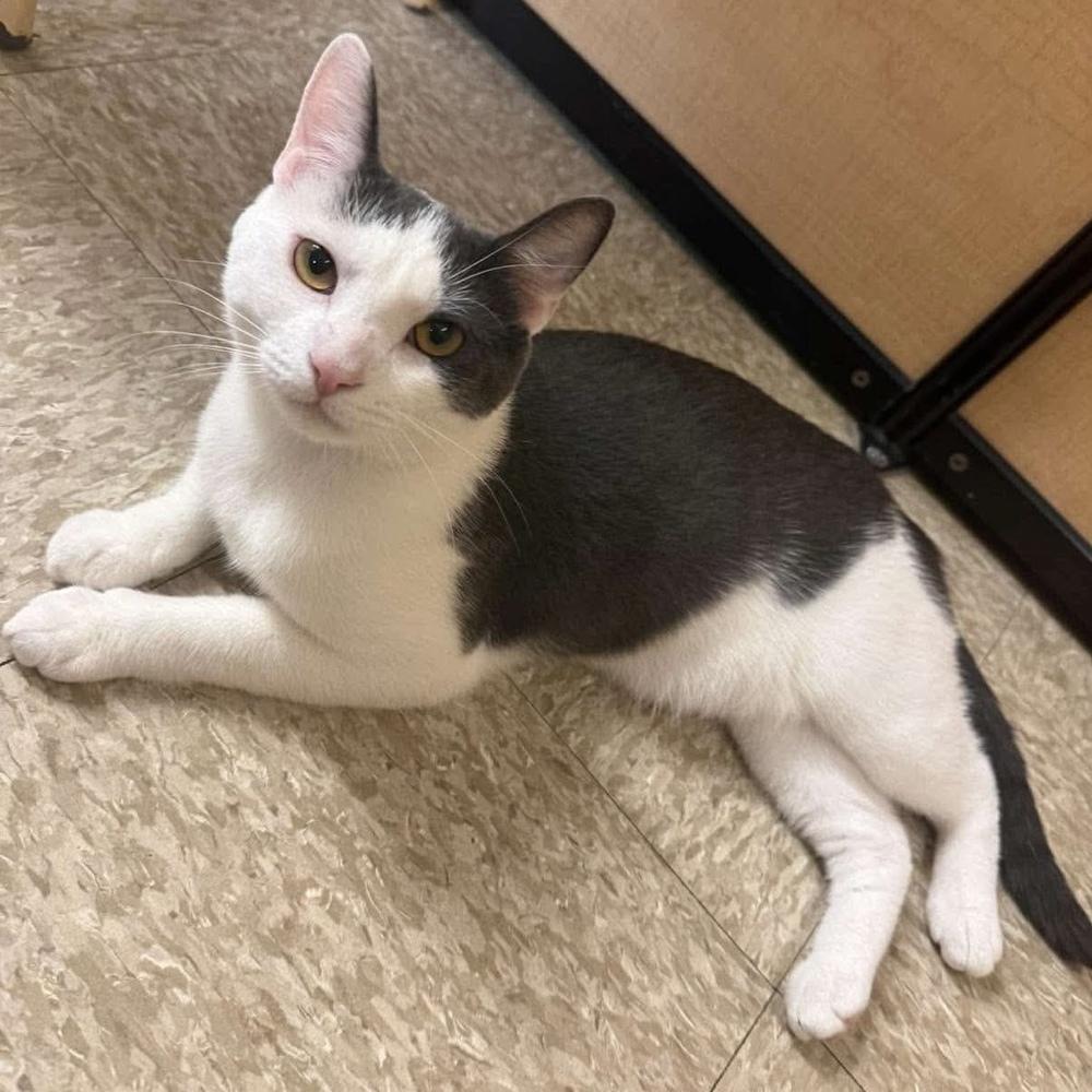 Enlarge Kabochu, a Adoptable Domestic Short Hair in Chicago, IL image 5/6