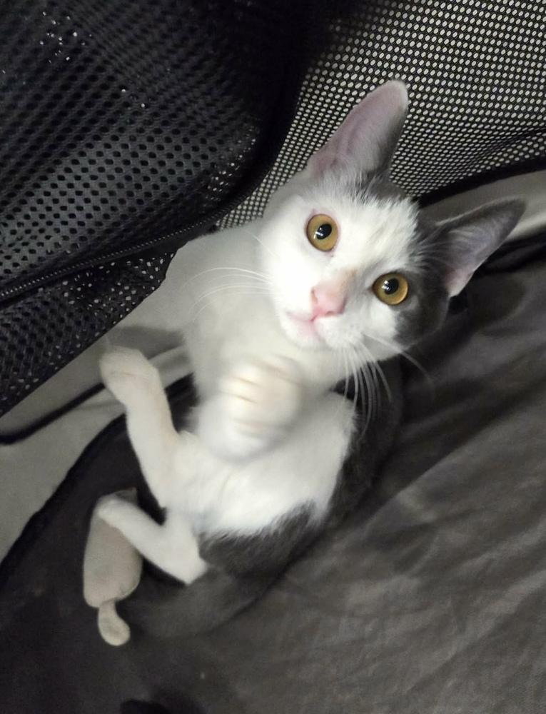 Kabochu, Adoptable, Kitten Male Domestic Short Hair.