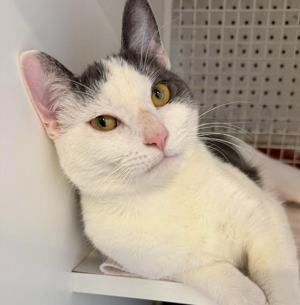 Enlarge Kabochu, a Adoptable Domestic Short Hair in Chicago, IL image 3/6