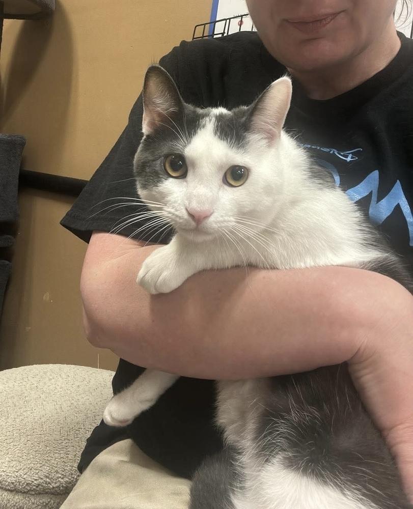 Enlarge Kabochu, a Adoptable Domestic Short Hair in Chicago, IL image 5/6