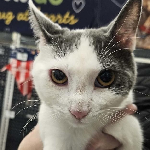 Enlarge Kabochu, a Adoptable Domestic Short Hair in Chicago, IL image 4/6
