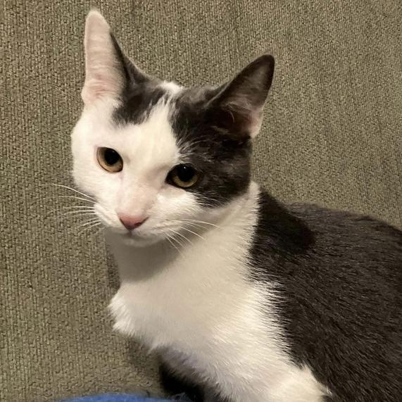 Enlarge Kabochu, a Adoptable Domestic Short Hair in Chicago, IL image 5/6