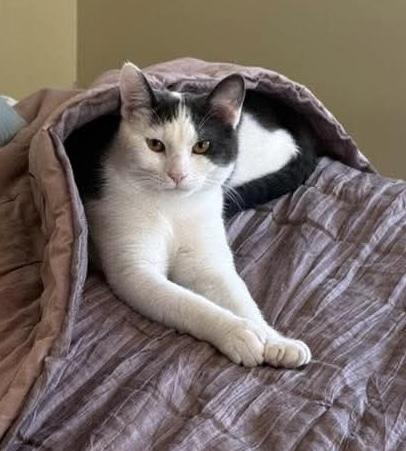 Enlarge Kabochu, a Adoptable Domestic Short Hair in Chicago, IL image 6/6