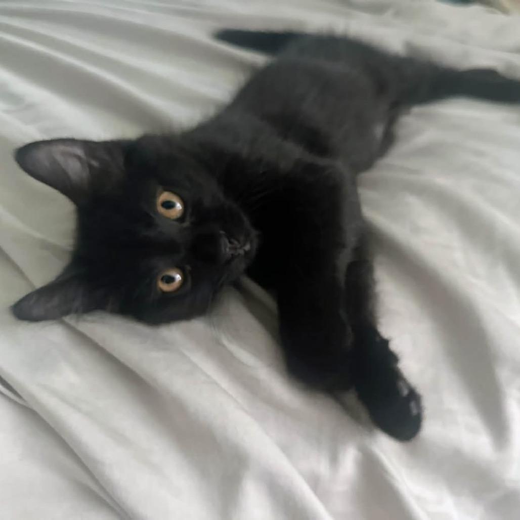 Kalabar, Adoptable, Kitten Male Domestic Medium Hair.