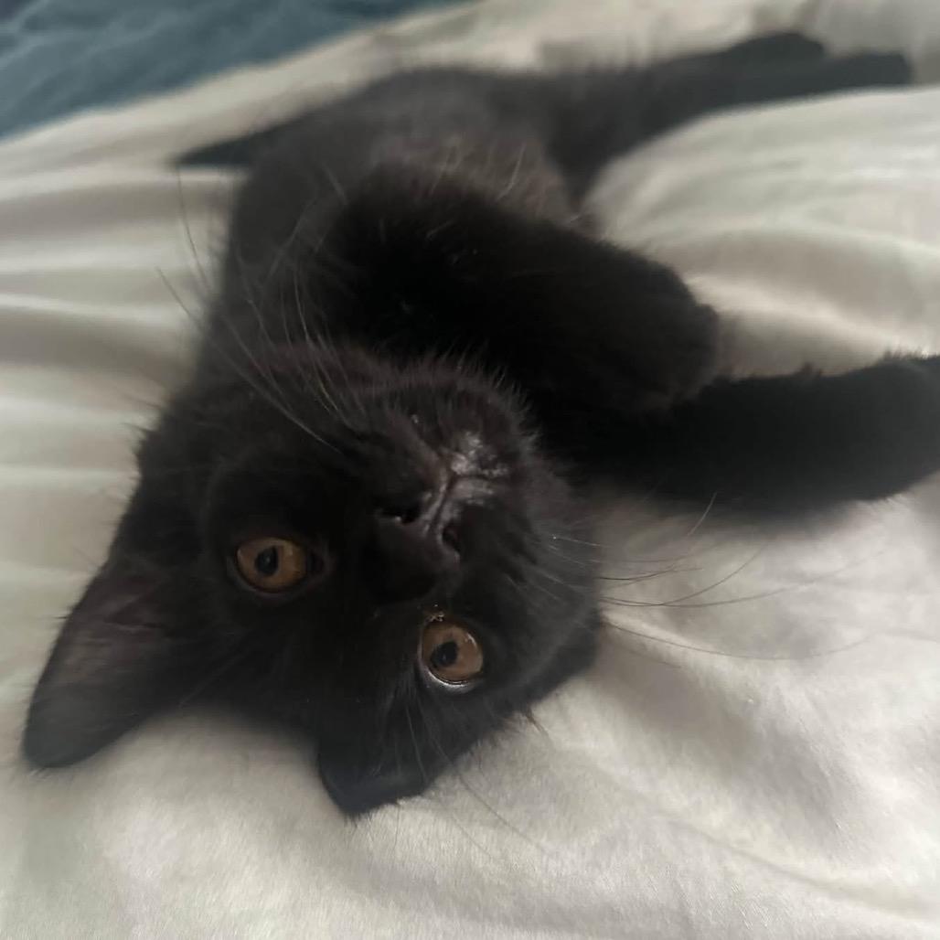 Enlarge Kalabar, a Adoptable Domestic Medium Hair in Monroe, MI image 2/3