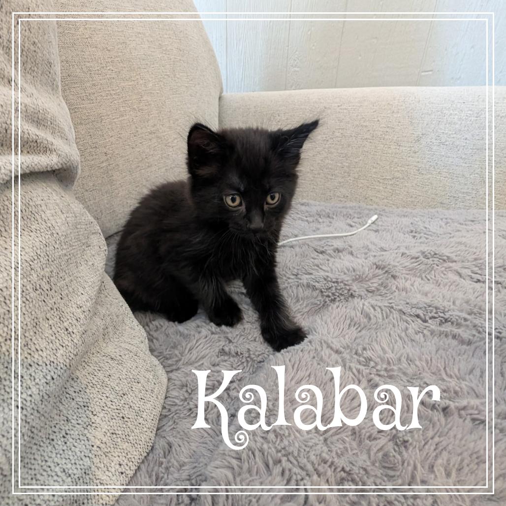 Enlarge Kalabar, a Adoptable Domestic Medium Hair in Monroe, MI image 3/3