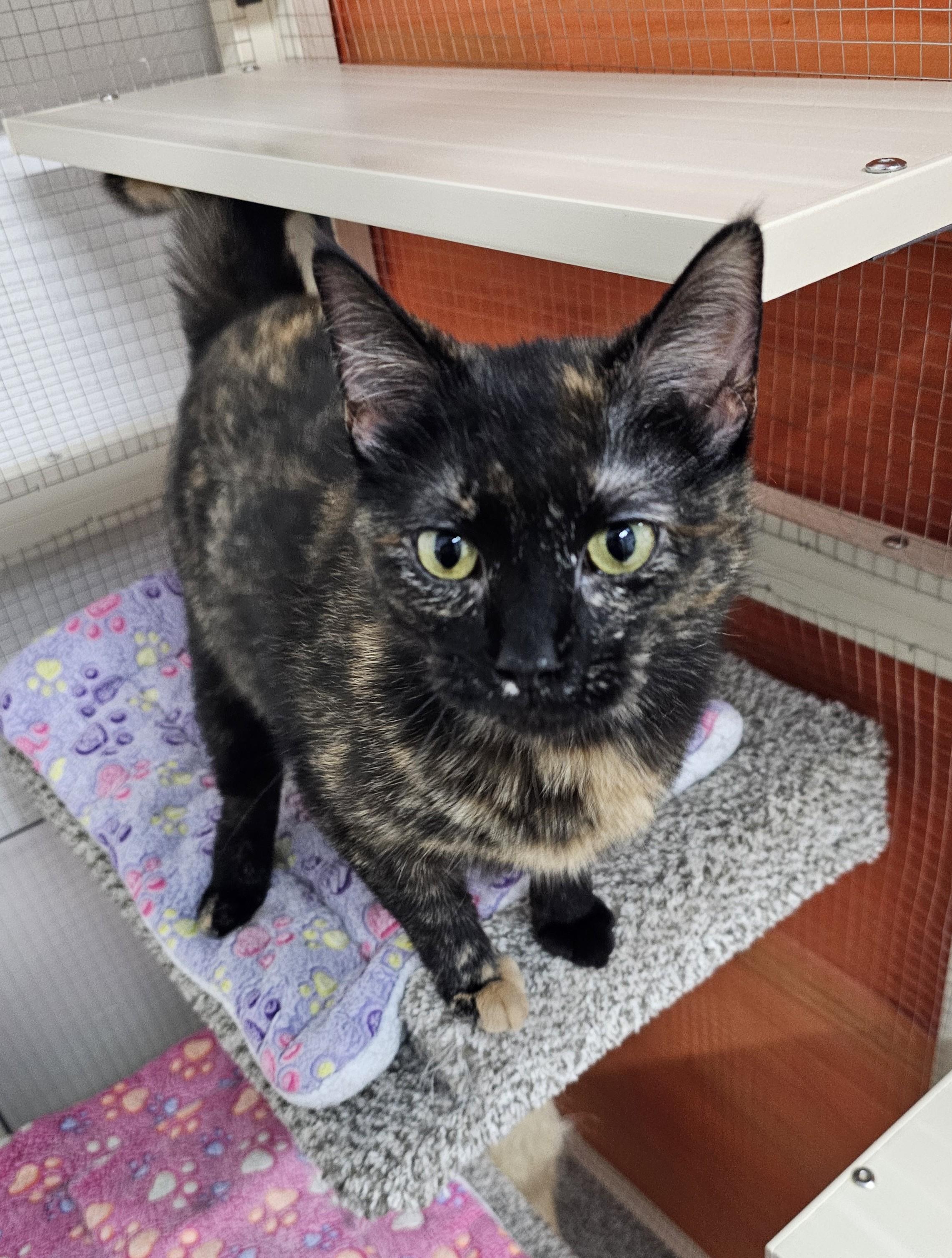 Enlarge Pretty Girl, a ADOPTABLE Domestic Short Hair in Toledo, OH image 1/1