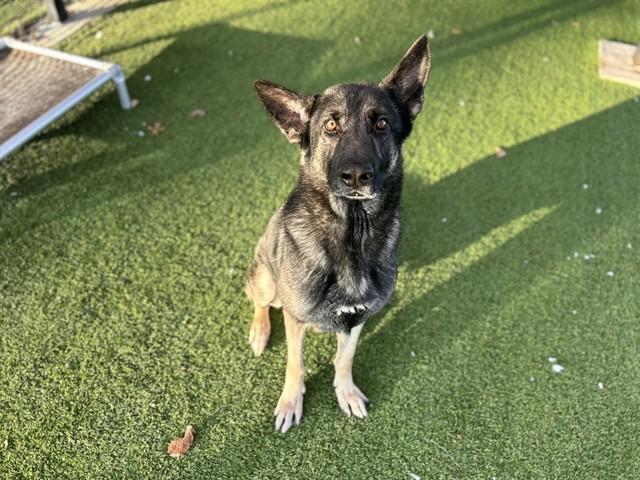 Enlarge ORION, a Adoptable German Shepherd Dog in Garland, TX image 1/1