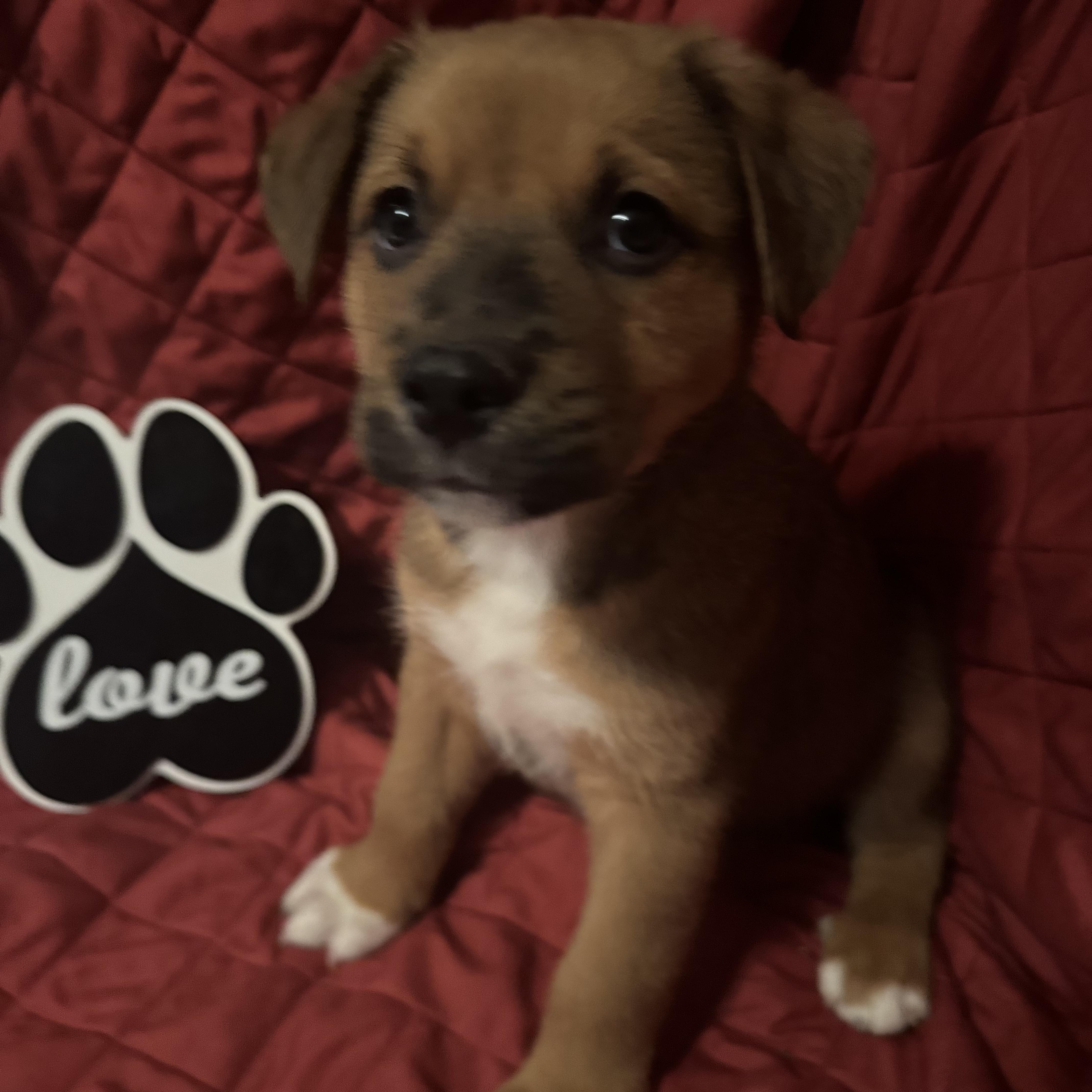 Fudge, adopted, Puppy Male Labrador Retriever.
