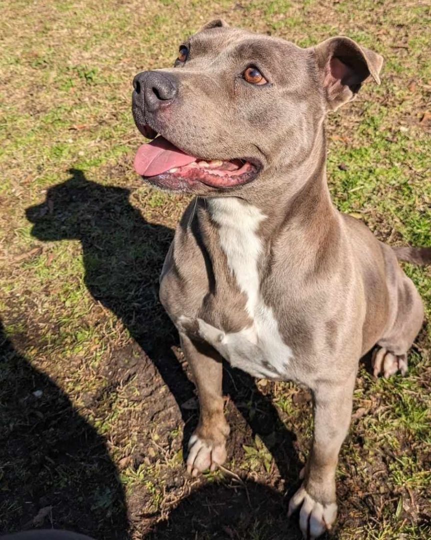 Enlarge Winnie, a Adoptable mixed breed in Anniston, AL image 2/5