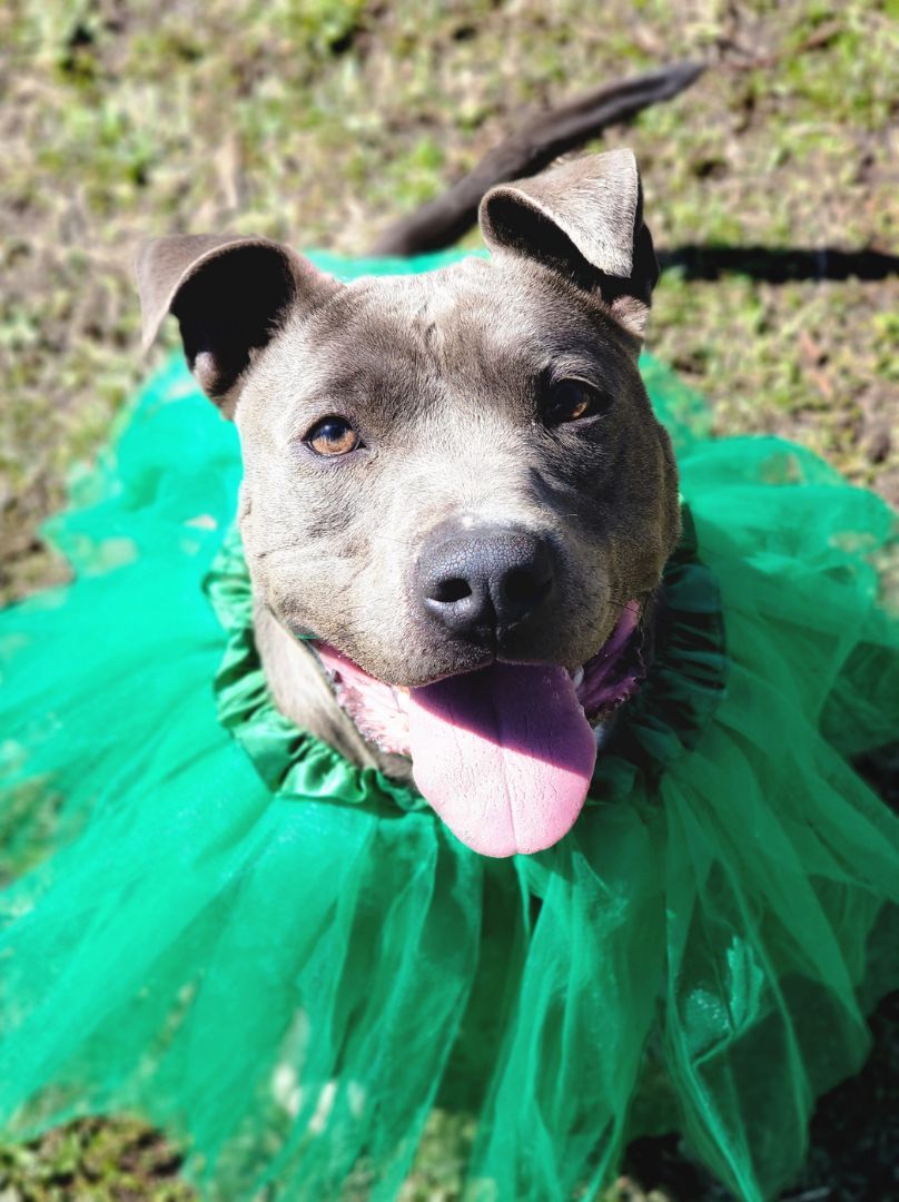 Enlarge Winnie, a Adoptable mixed breed in Anniston, AL image 3/5