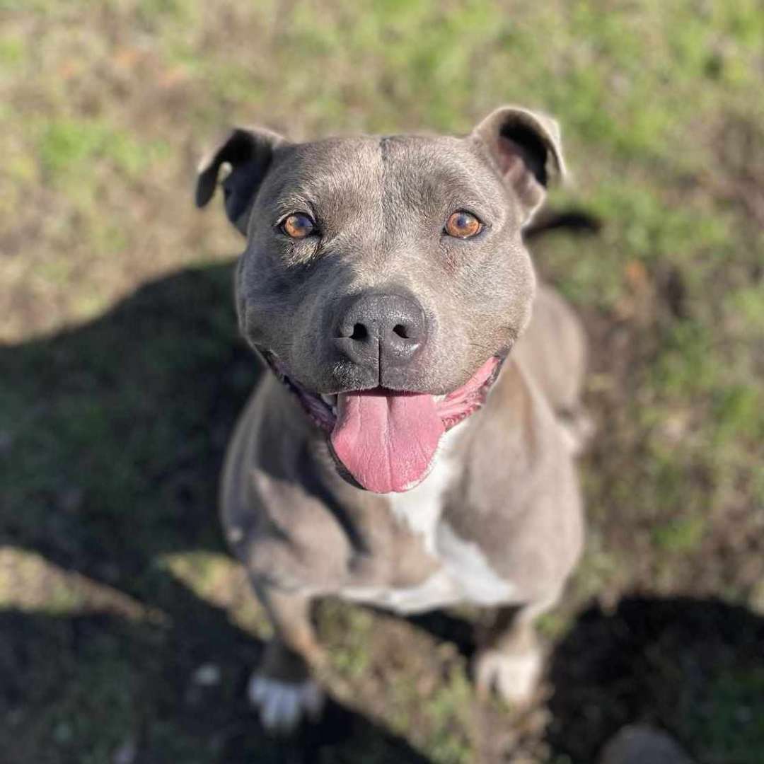 Enlarge Winnie, a Adoptable mixed breed in Anniston, AL image 1/5