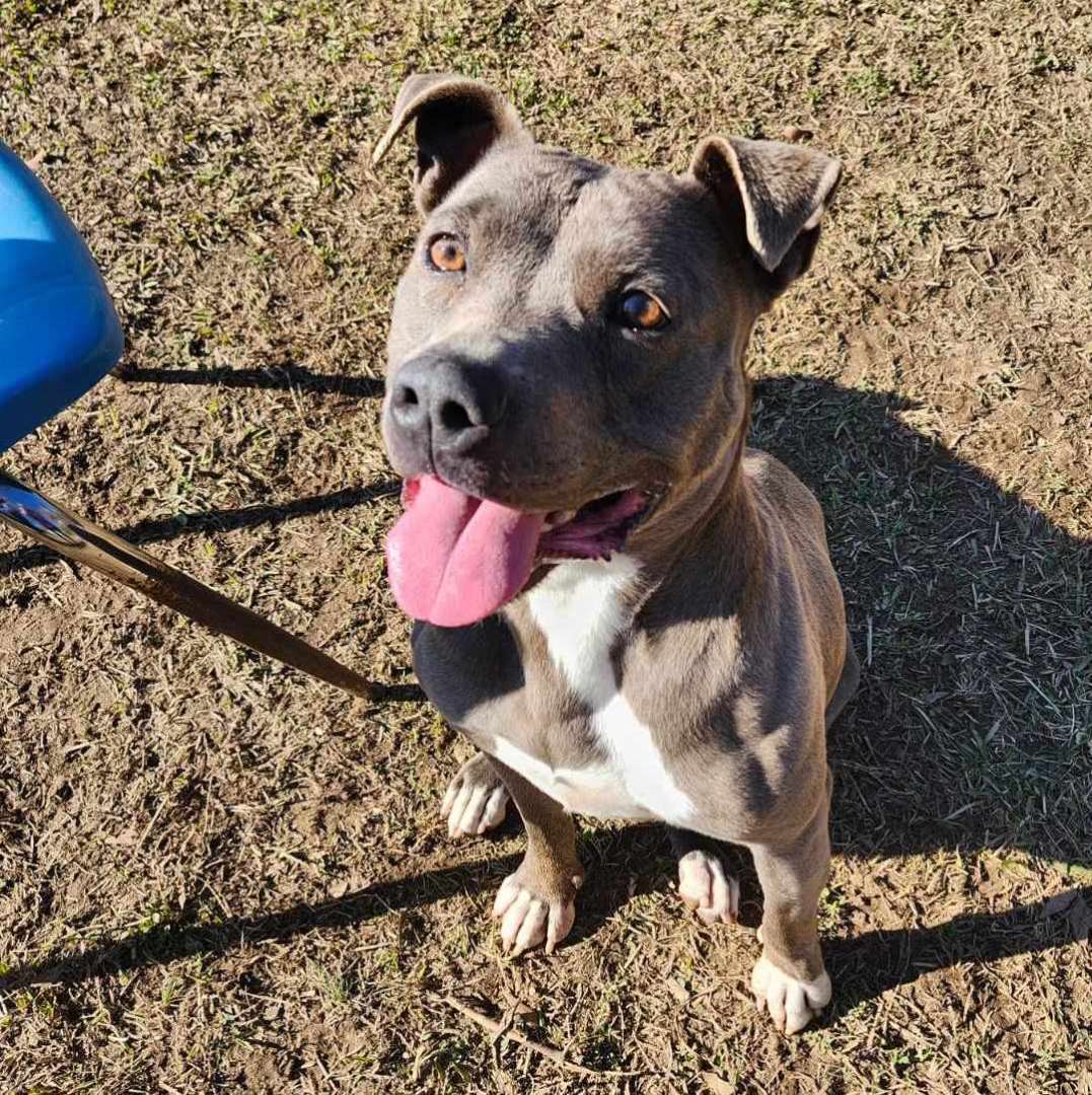 Enlarge Winnie, a Adoptable mixed breed in Anniston, AL image 4/5