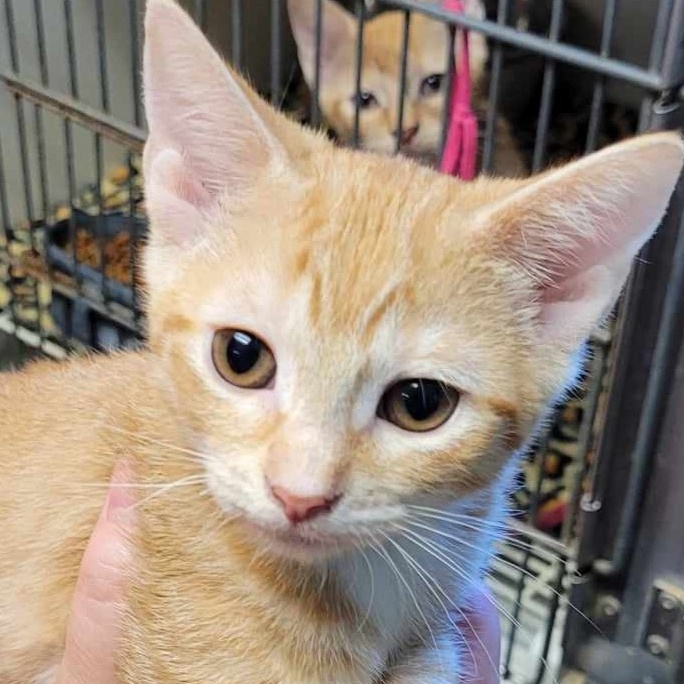 Astrid — thumbnail 2