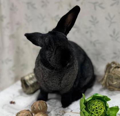 Rex, a ADOPTABLE American in Toronto, ON image 2/2