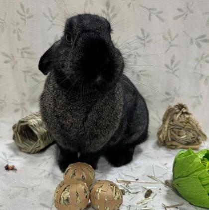 Rex, a ADOPTABLE American in Toronto, ON image 1/2