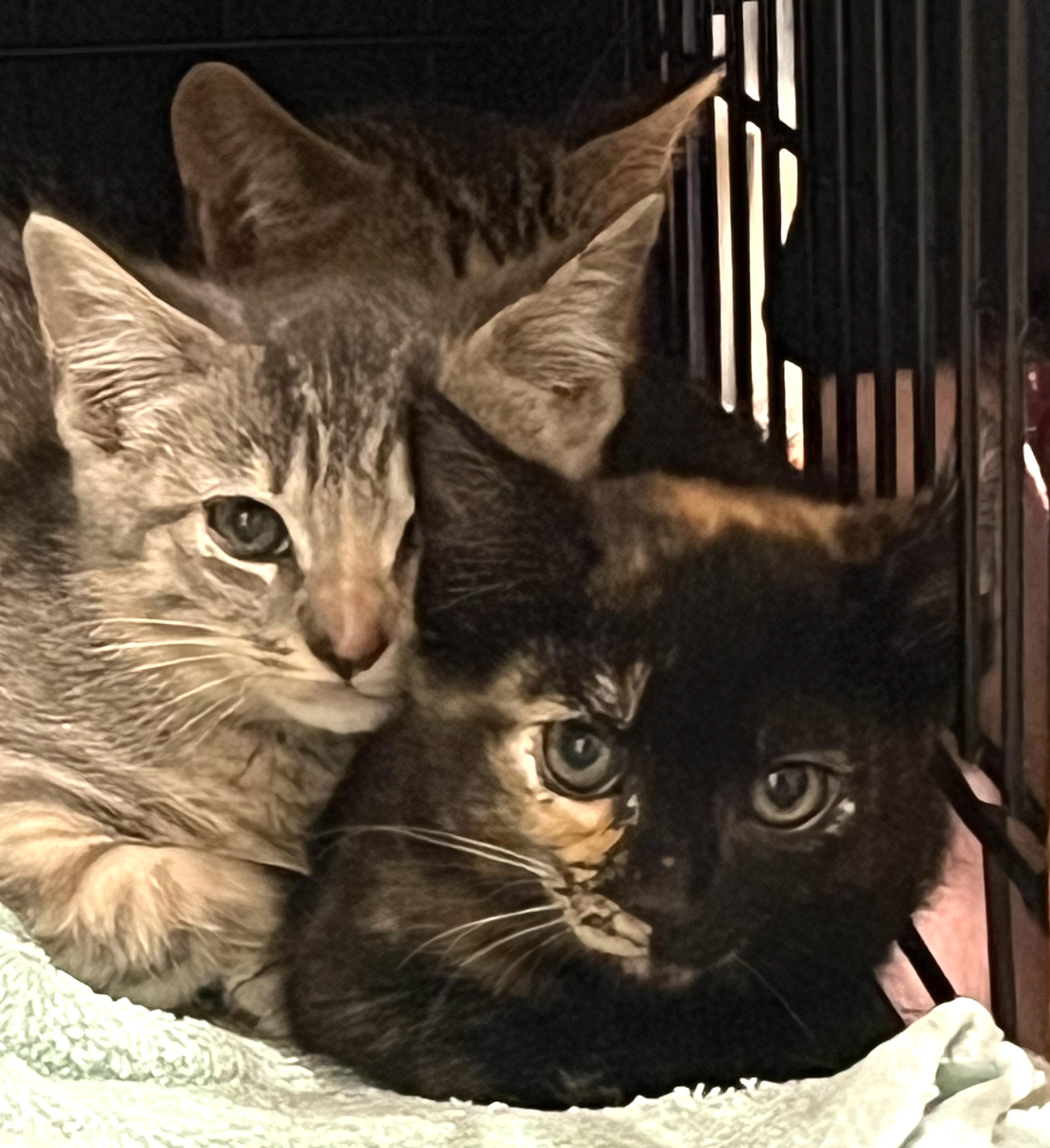 Georgia, an adopted Tortoiseshell in Hilton Head Island, SC image 2/3