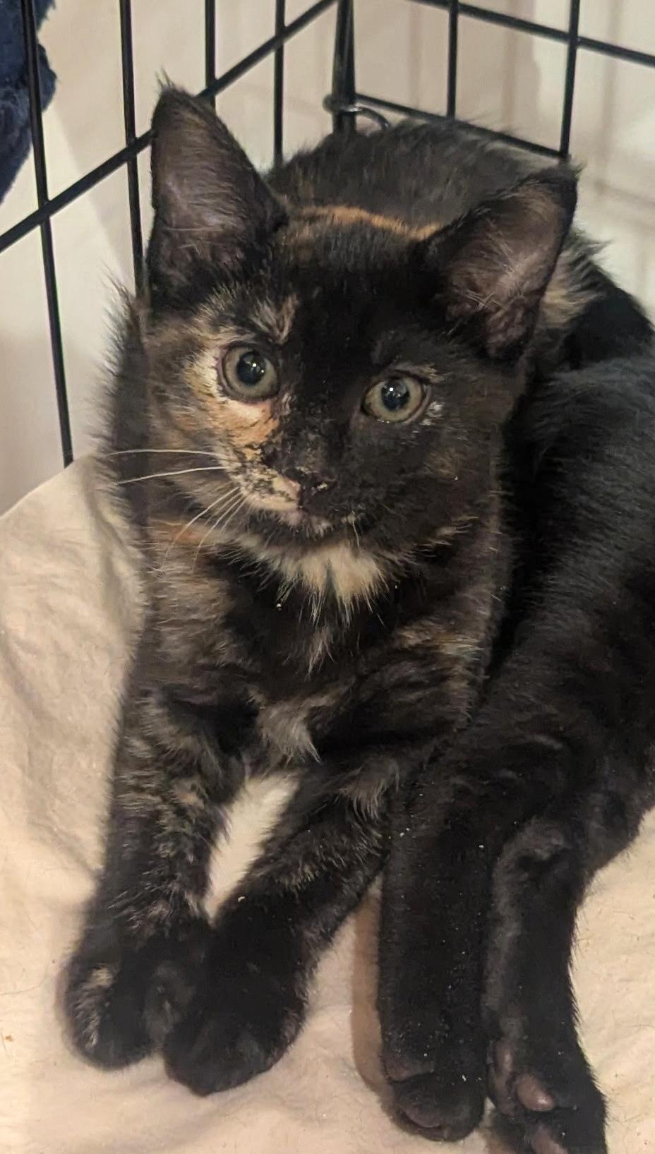 Georgia, adopted, Kitten Female Tortoiseshell.