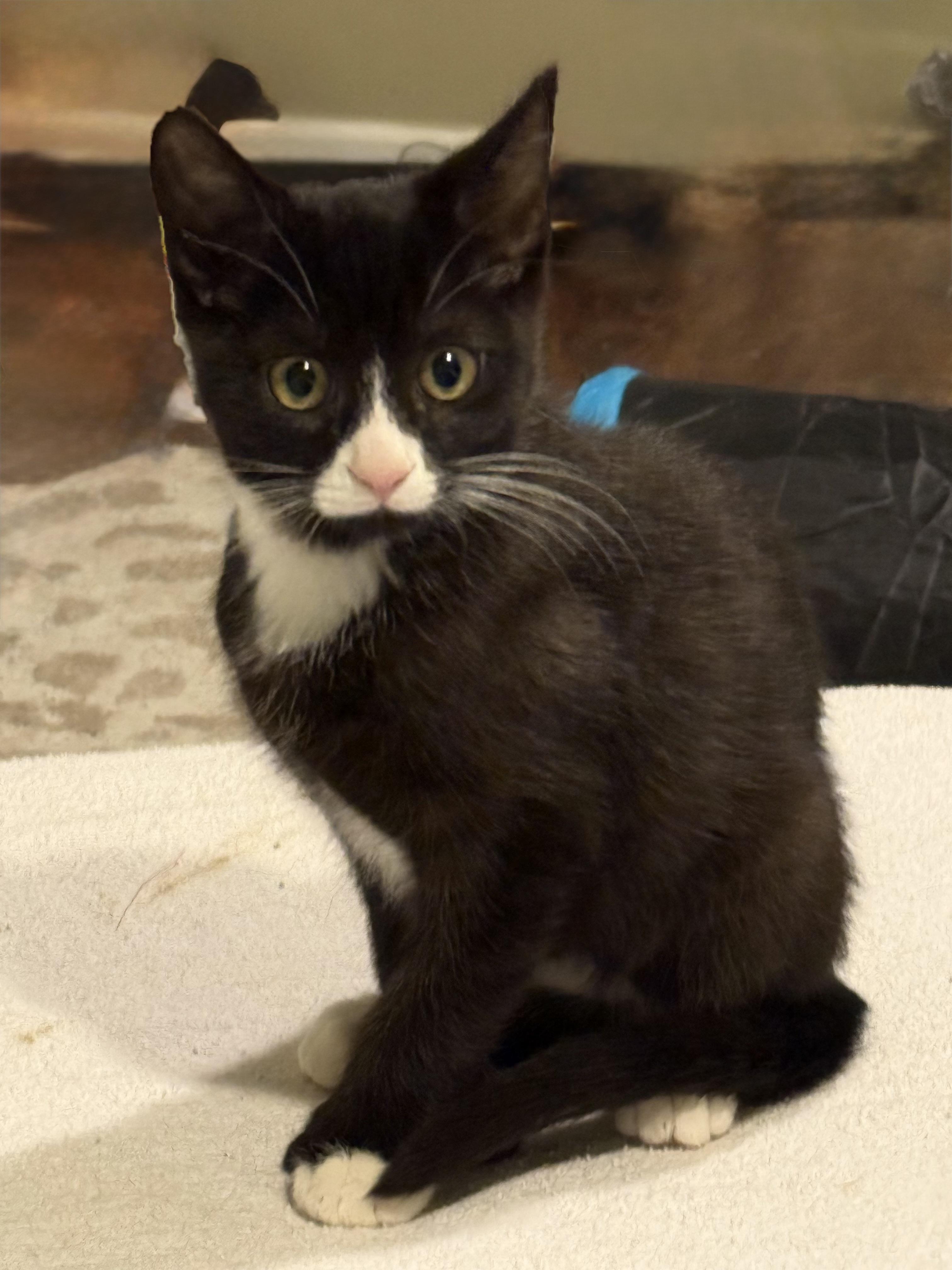 Stormy, adopted, Young Male Domestic Short Hair.