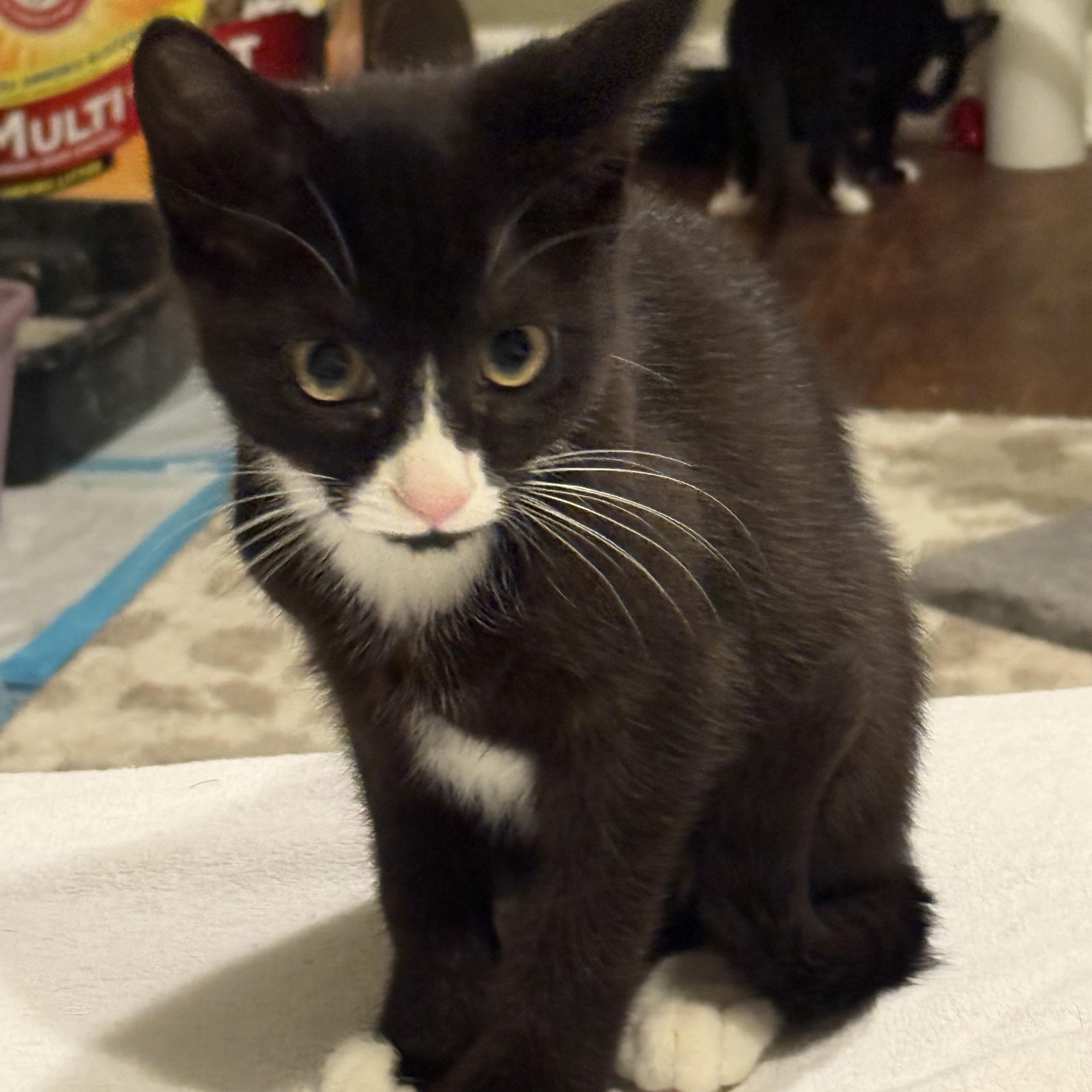 Enlarge Stormy, an adopted Domestic Short Hair in Syracuse, NY image 3/4