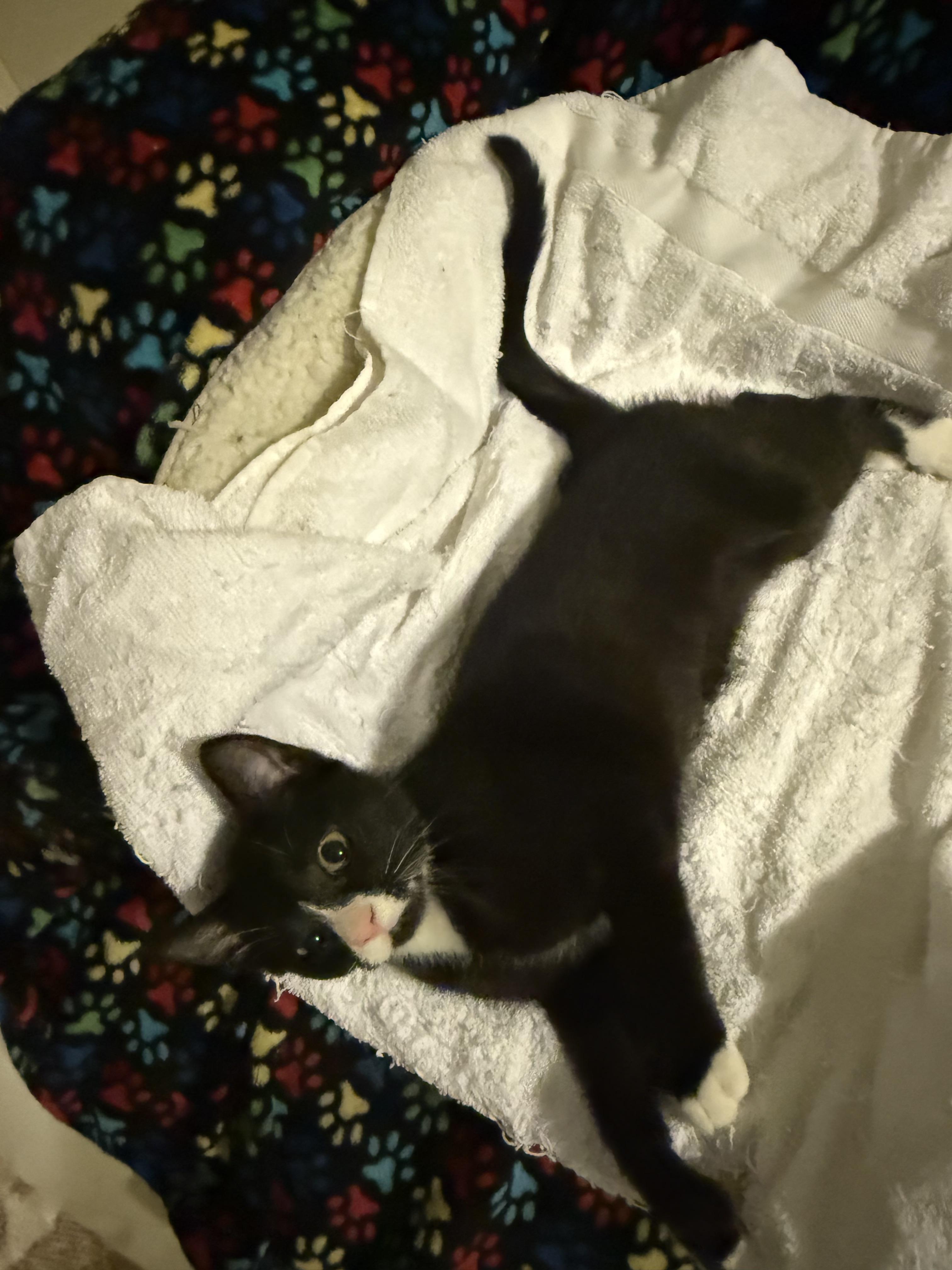 Enlarge Stormy, an adopted Domestic Short Hair in Syracuse, NY image 2/4