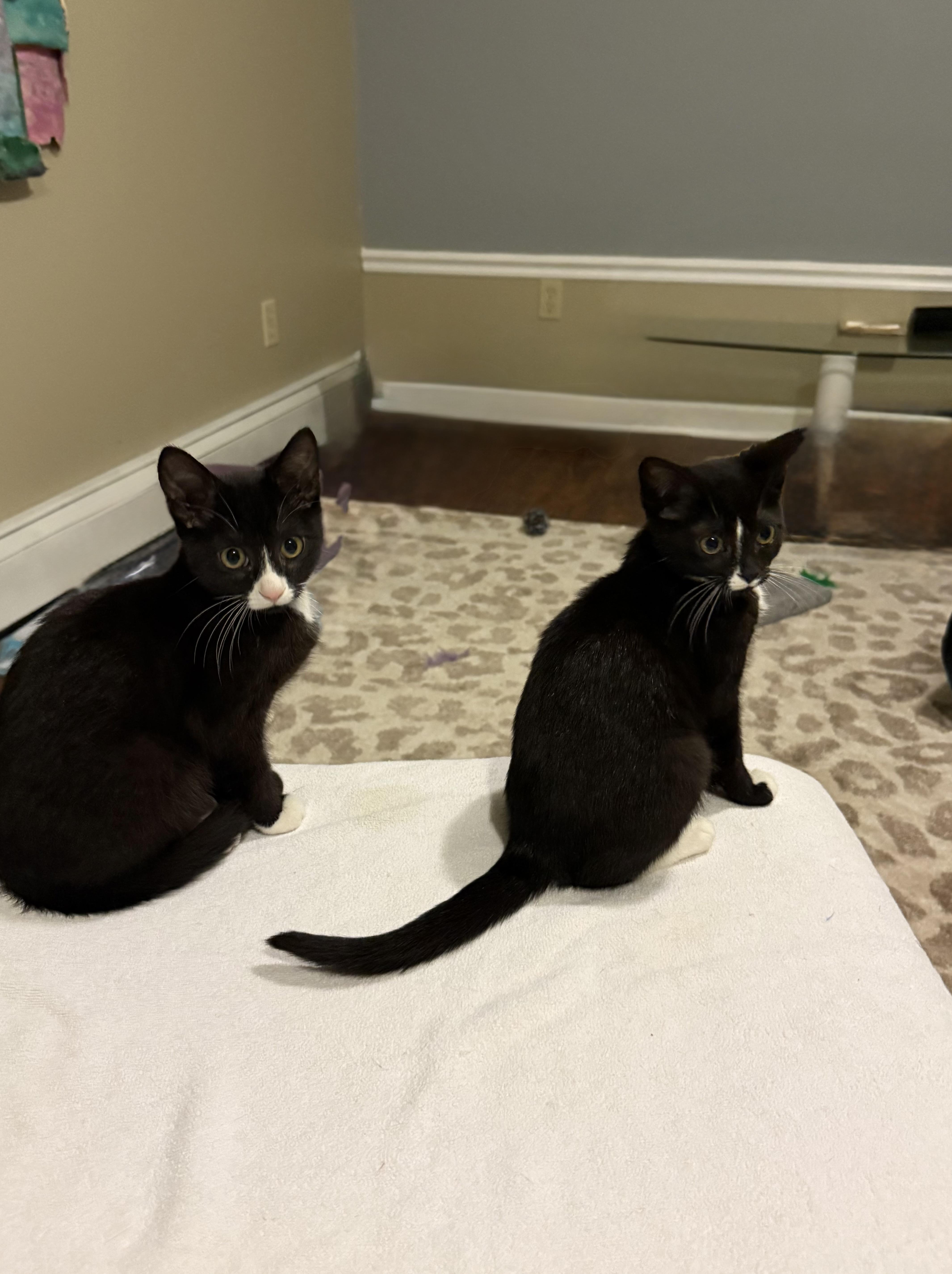 Enlarge Stormy, an adopted Domestic Short Hair in Syracuse, NY image 4/4