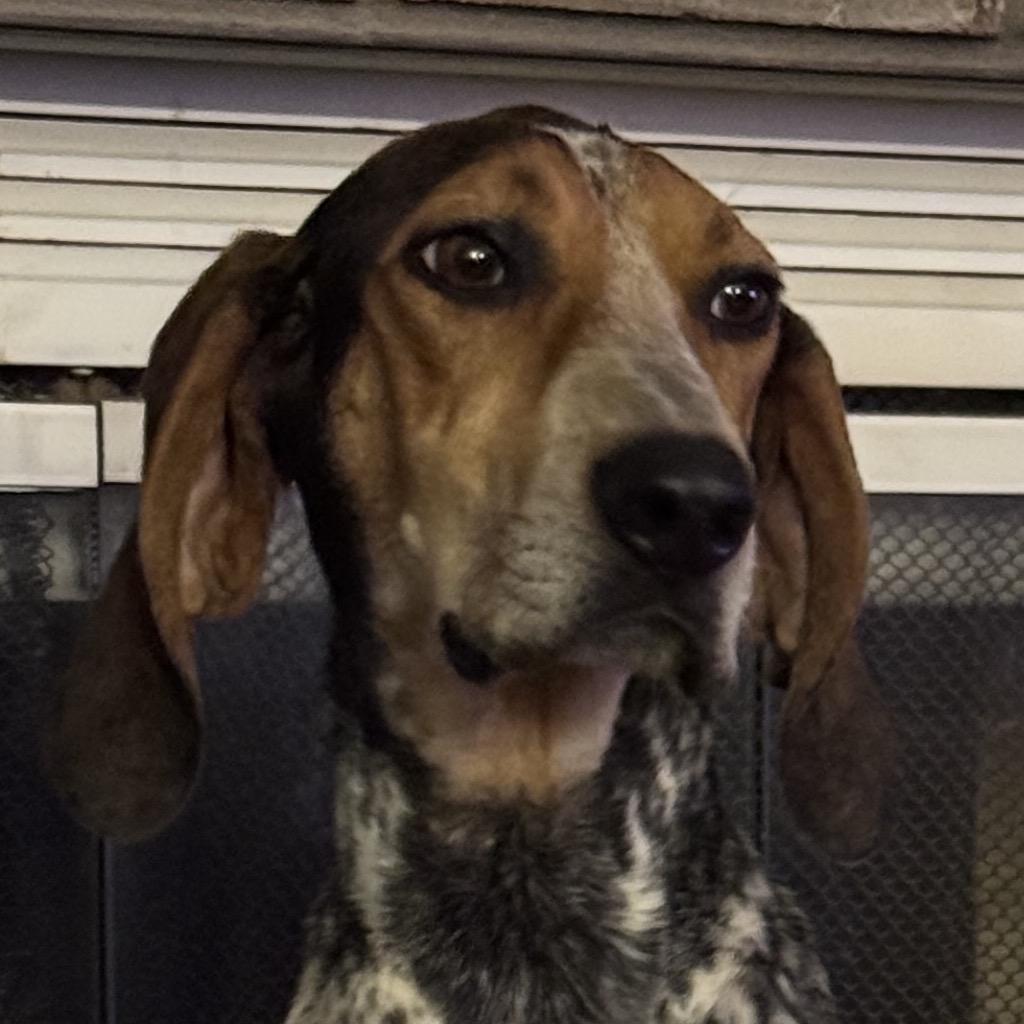 Enlarge Hope, a Adoptable Coonhound in Greenfield, IN image 1/1