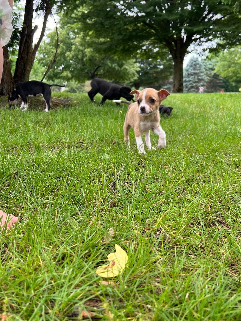 Gin, Adopted, Puppy Female Chihuahua & Chow Chow.