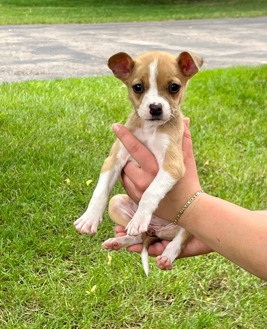 Enlarge Gin, a Adopted mixed breed in Hartland, MI image 2/11