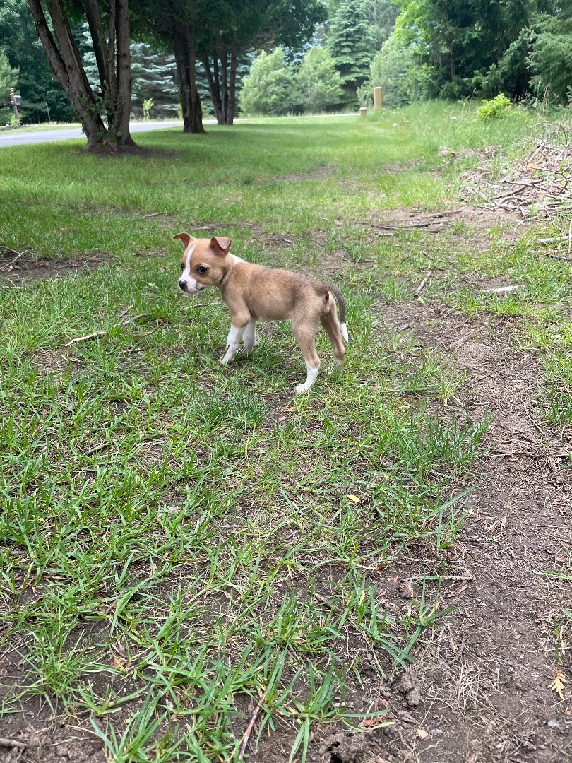 Enlarge Gin, a Adopted mixed breed in Hartland, MI image 3/11
