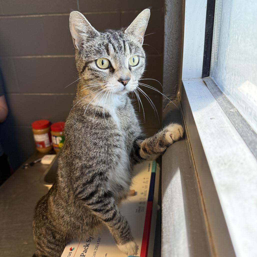 Jewels, Adoptable, Adult Female Domestic Short Hair.