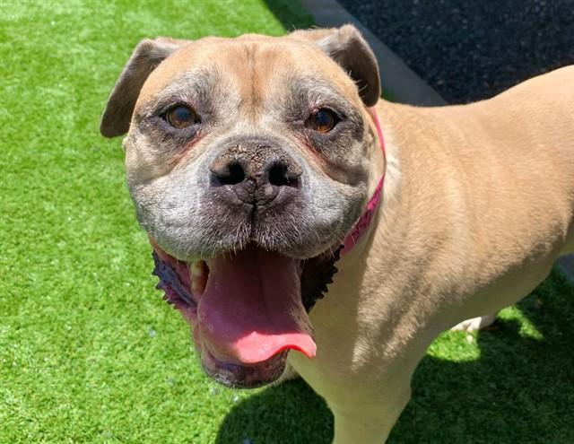 KADINA, Adoptable, Adult Female American Bulldog & Mixed Breed.
