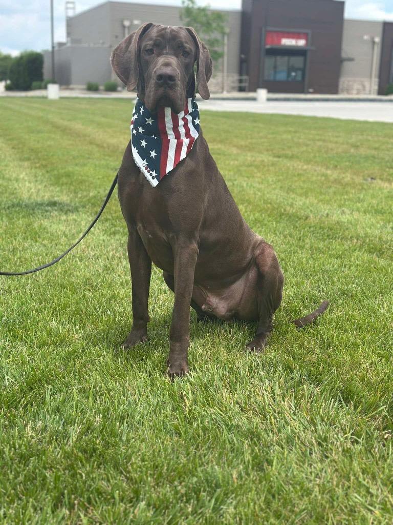 Nelson, Adoptable, Adult Male Great Dane.