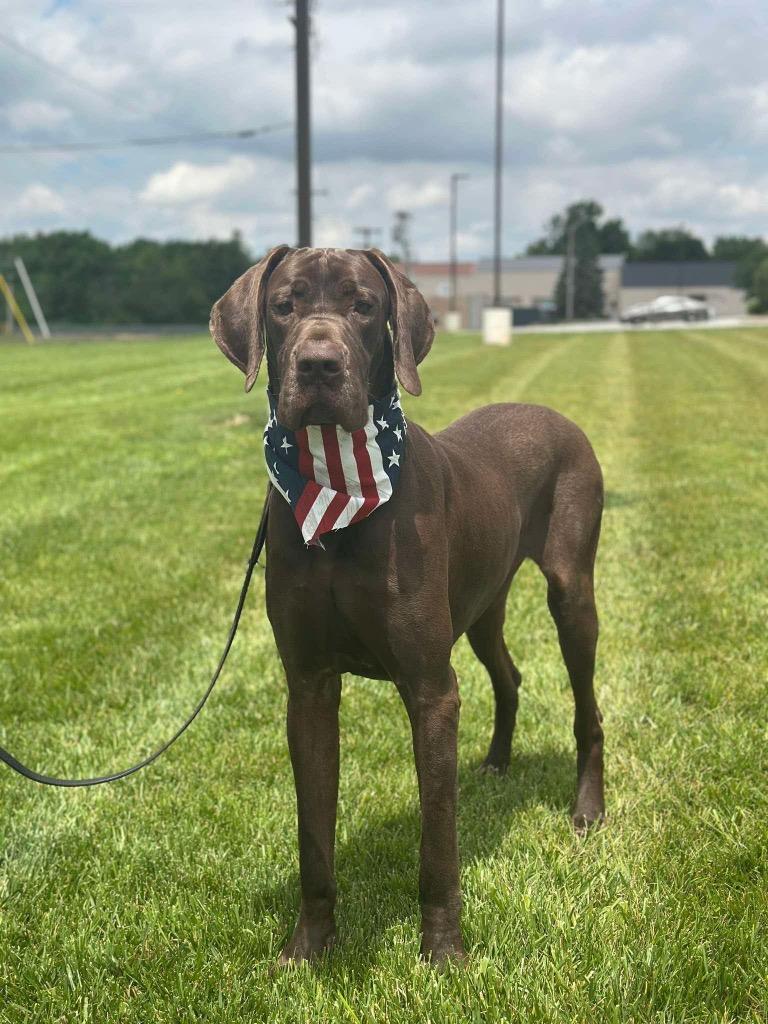 Nelson, a Adoptable Great Dane in Decatur, IN image 2/3