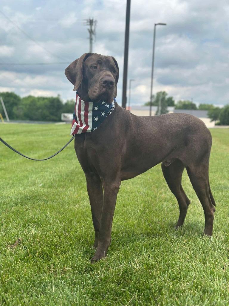 Nelson, a Adoptable Great Dane in Decatur, IN image 3/3