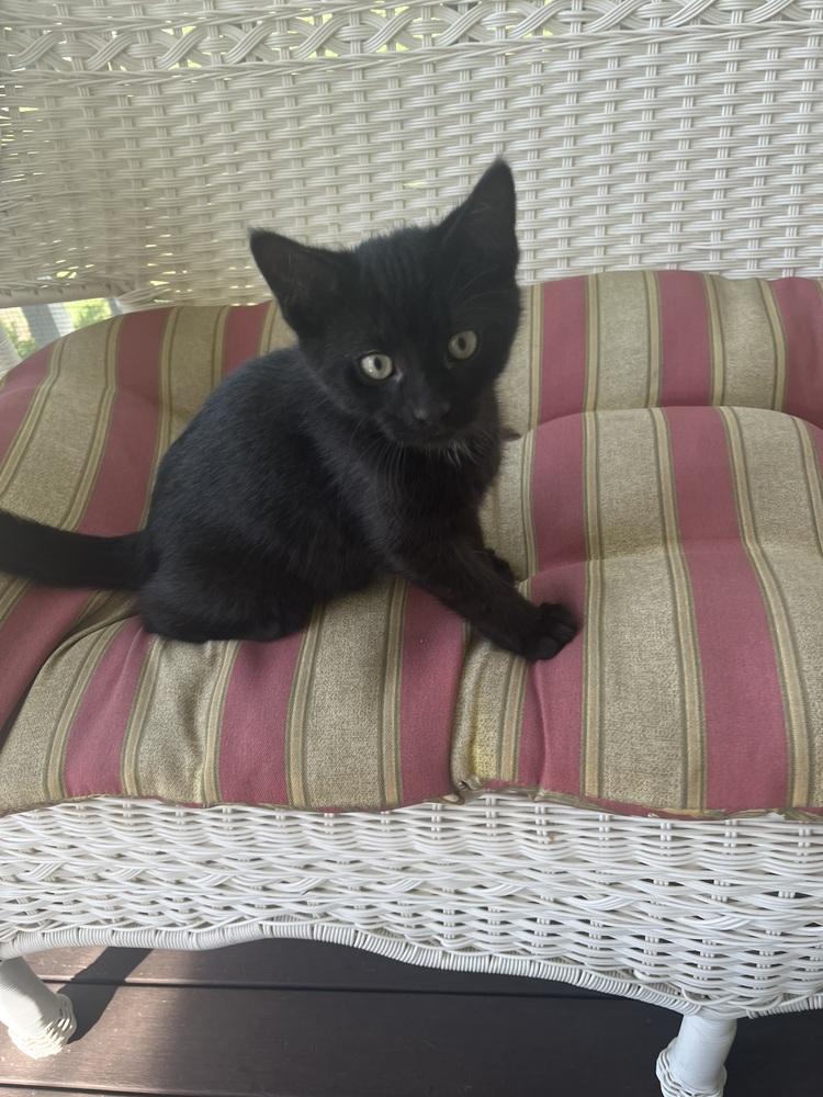 Enlarge Okra, a Adoptable Domestic Short Hair in Duxbury, MA image 1/1